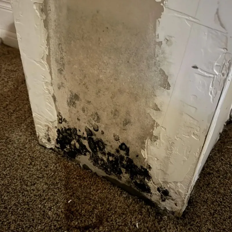 Professional Mold Removal in Pitt County, NC